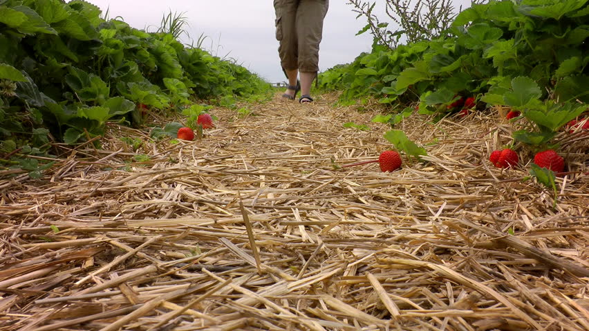 women collect strawberries