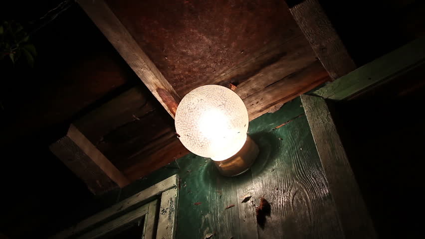 insects flying around the lamp