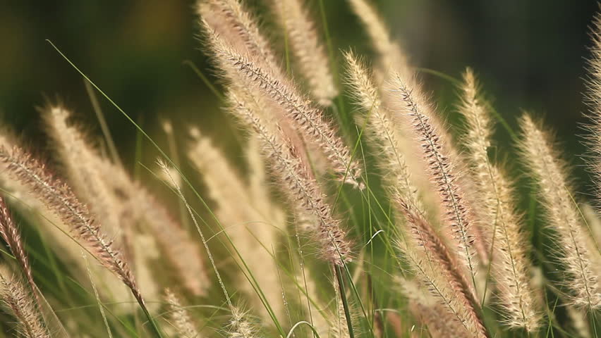 Yellow grass.