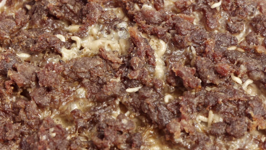 Blow Fly Larvae on Rotten Beef  Part 9