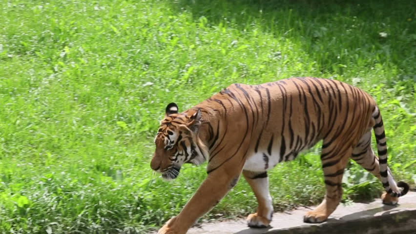 Tiger Walking near Grass 