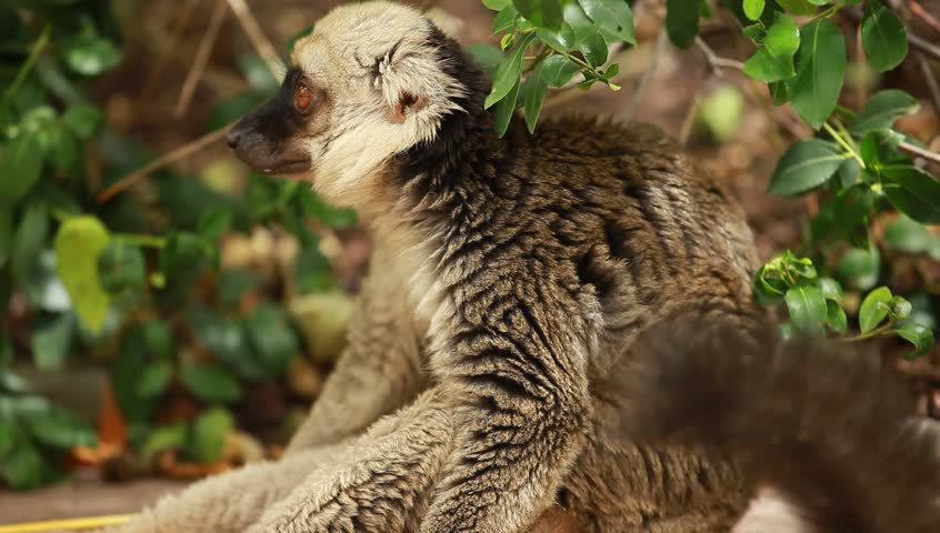 Cute Red-bellied Lemur on blured background