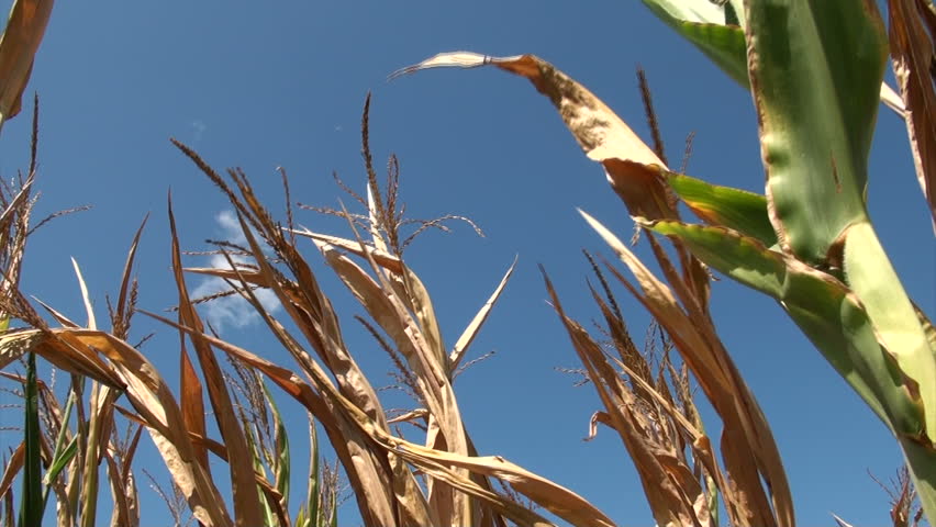 Field of corn damaged by severe extended drought in Midwest United States.