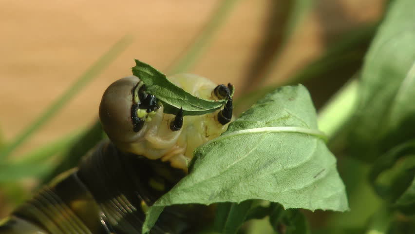 insect life. the caterpillar eats.  