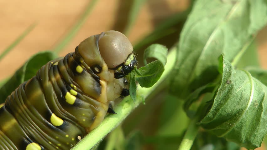 insect life. the caterpillar eats.  