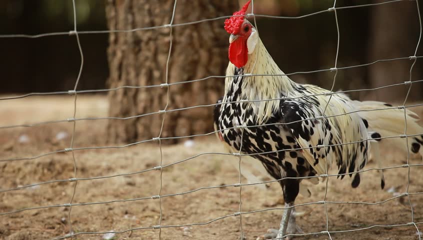 Beautiful Roosters