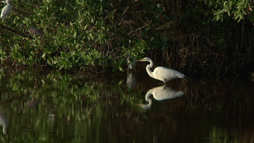 Lone bird on the lookout in pond