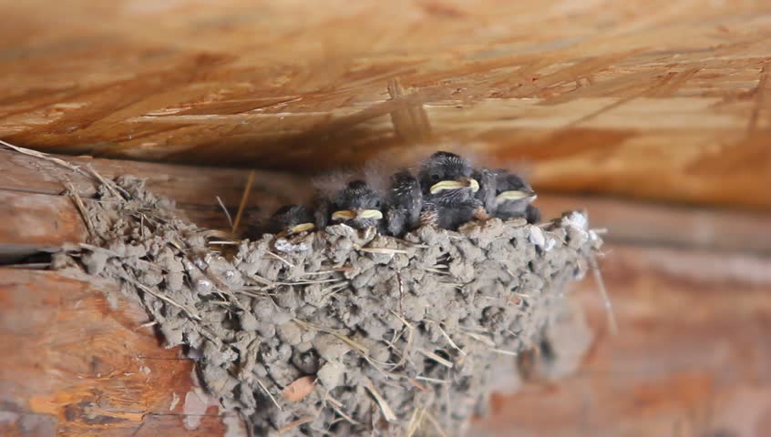 Swallow feeding baby birds in their nest 