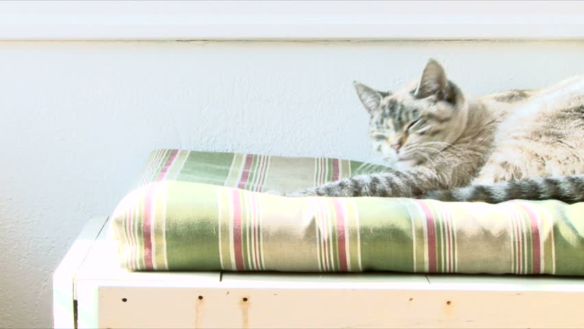 Tired tabby cat stretches and yawns on pillow.