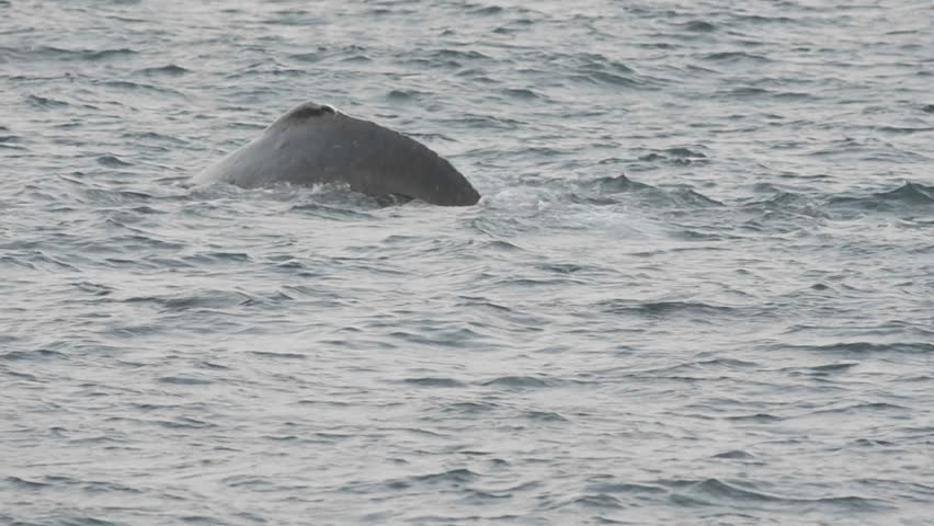POINT ADOLPHUS, ALASKA-CIRCA 2011-Humpback whales group feeding at Point Adolphus in Icy Strait in Southeast Alaska.