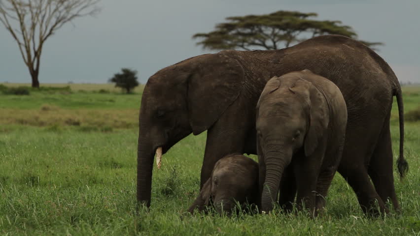 Three young elephants together in the grasslands of Tanzania, two of the elephants are standing protectively next to the smallest of the elephants which is lying in the grass.