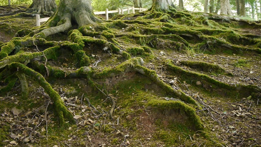 Moss covered tree roots. Camera move then hold.