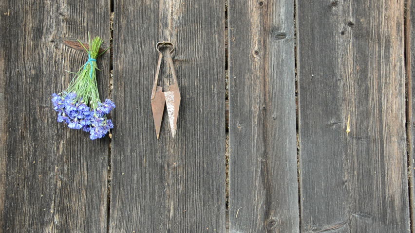 hanging various herbs bunch on old ranch wall