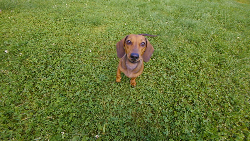 HD - Dog barks at the camera
