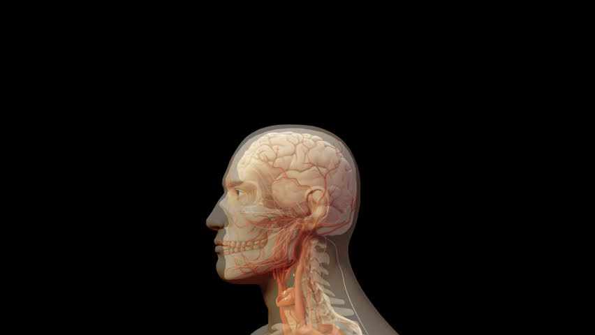 Anterior to lateral rotation CG 3D anatomical male model showing internal organs skeleton vessels