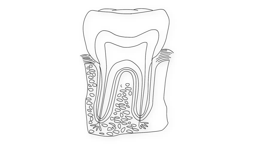 Human Tooth structure animation illustration