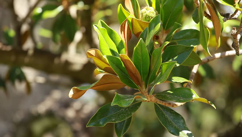 Magnolia tree over blured background