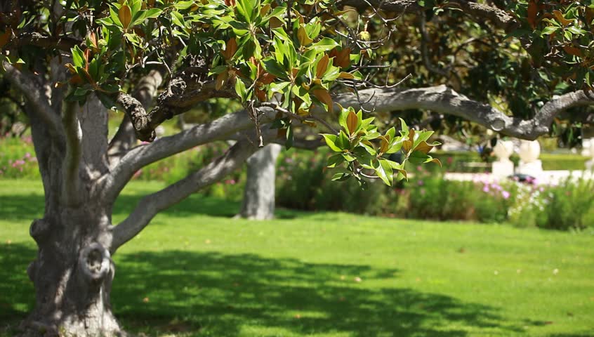 Magnolia tree over blured background