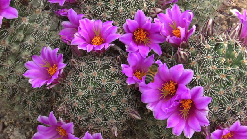 Beautiful scenic of healthy honeybee flying from one neon pink cactus flower to another, rubbing its head, body, in bright yellow, powdery pollen. 1080p 