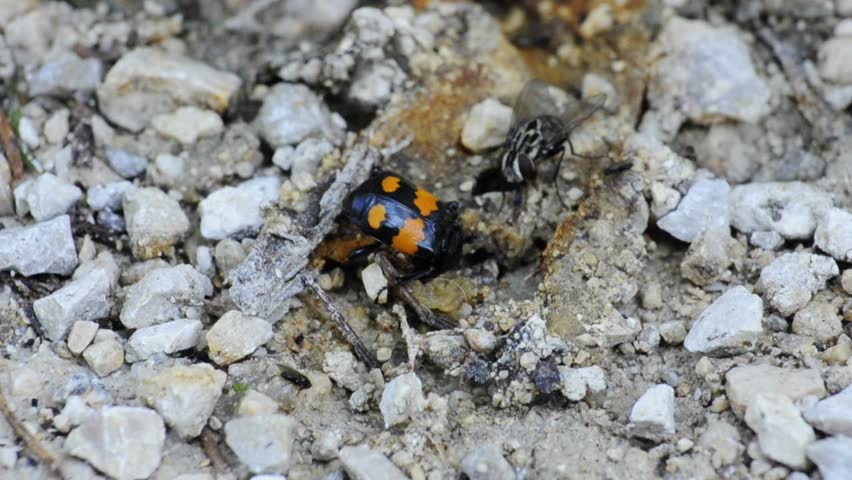 burying beetle