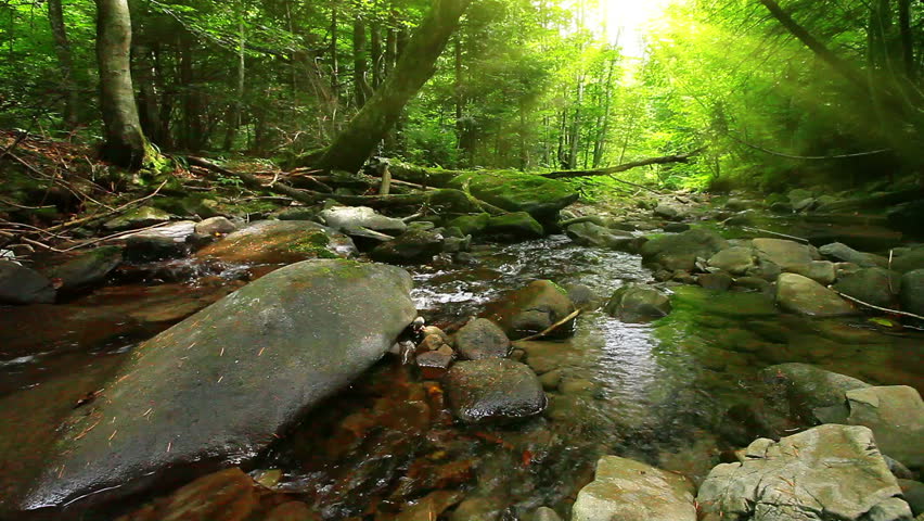 mountain stream in the forest