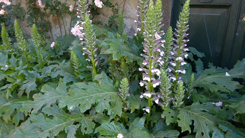 Header of Acanthus spinosus