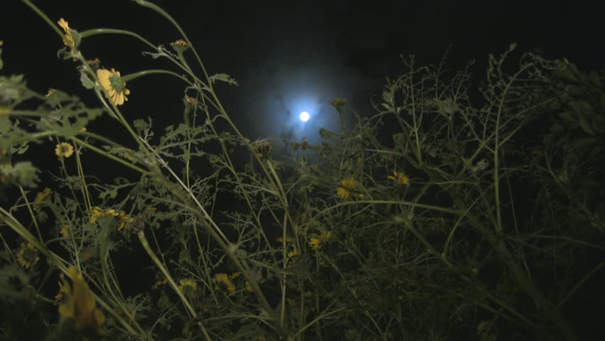 Moon and plants