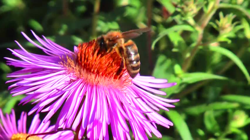 Bee collecting pollen