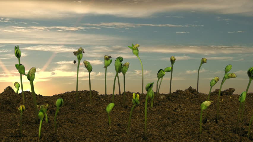 Time-lapse of growing soybeans vegetables on sunrise background 5d
