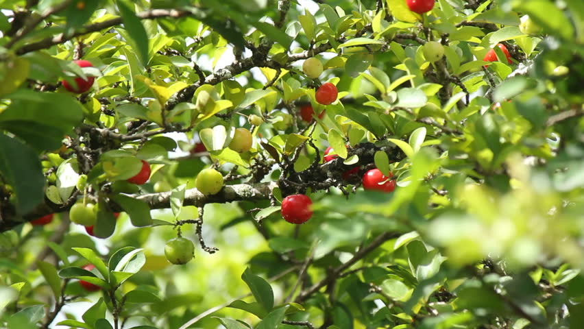 Header of Acerola