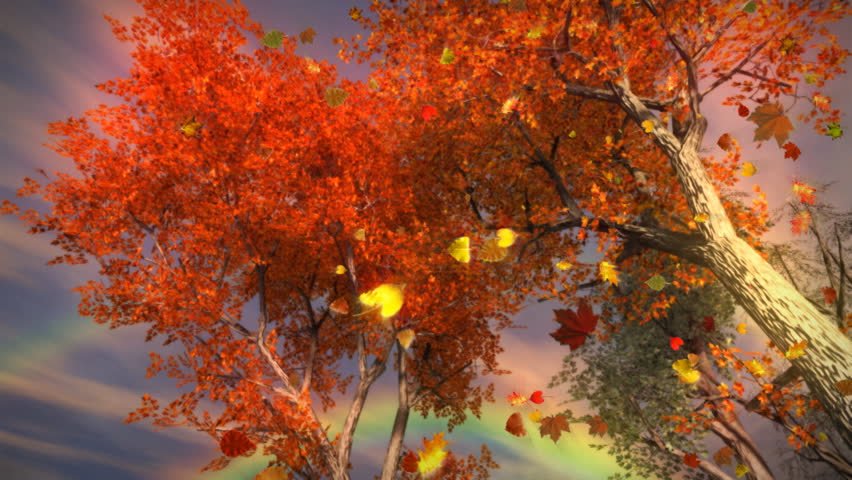 1035 Fall Trees Falling Leaves and Rainbow Storm