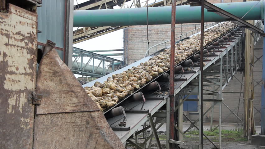 Worker controls Sugar beet on conveyor in Sugar Factory