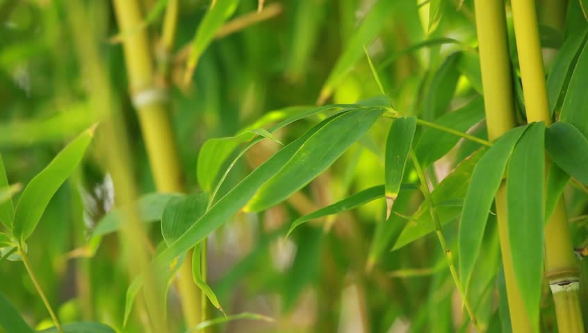Bamboo forest background