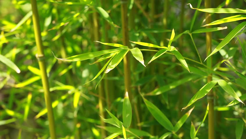 Bamboo forest background