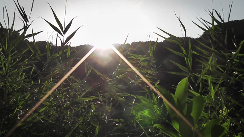 Forest Sunset 1