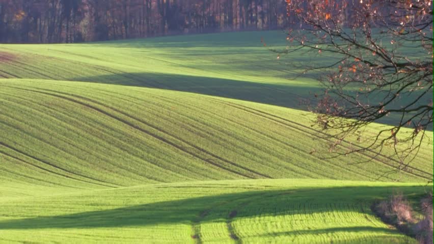 green fields
