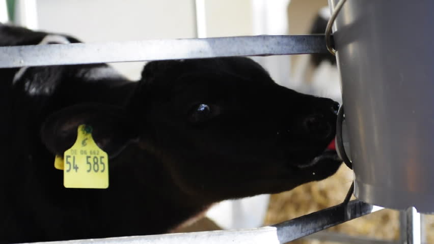 Calf is drinking milk