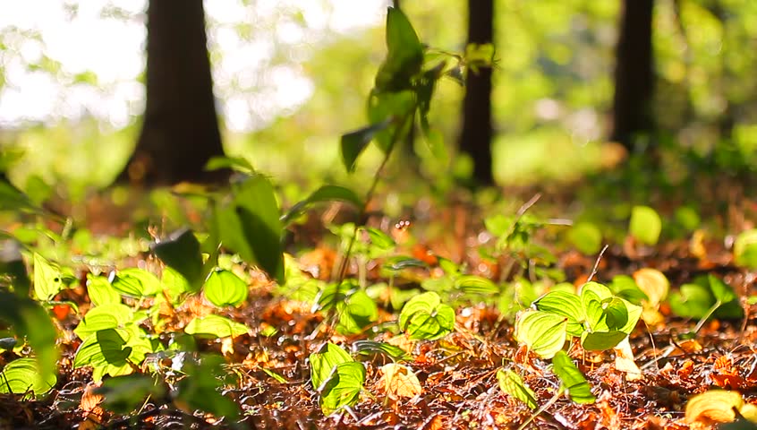 plants for natural background,
fluffy wild plant grouped in sunny day