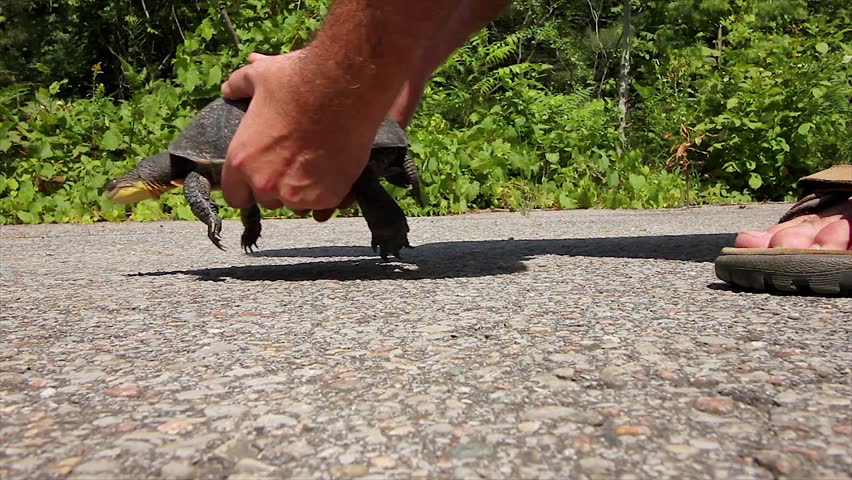 Close-up of Man Assisting an Endangered Blanding's Turtle (Emydoidea blandingii) Across the Road Before the Turtle Gets Killed by a Car. Road Mortality is a Leading Cause of Decline in Turtles.