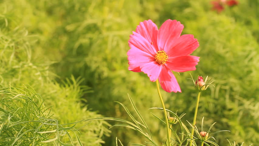 C. sulphureus Cav.,The Cosmos Flower winding
