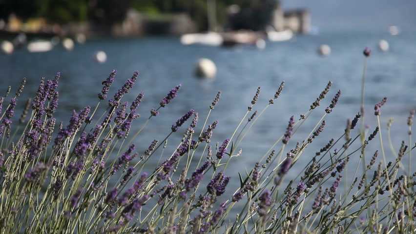 Lavender in the wind