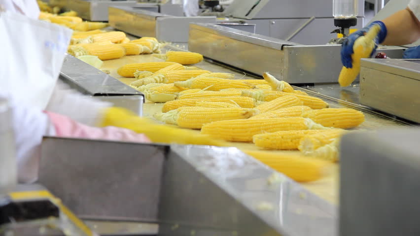 Corn processing factory