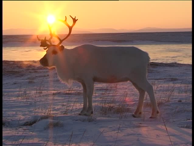 Reindeer and Sun