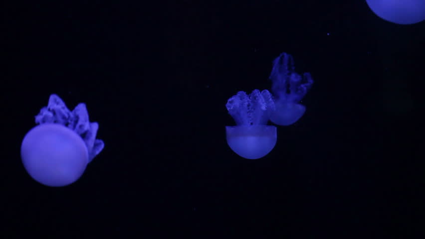 Medusa, blue jellyfish swimming