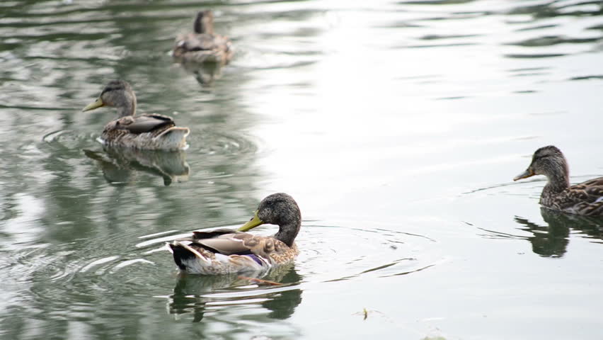 Wild ducks in a lake. Close view