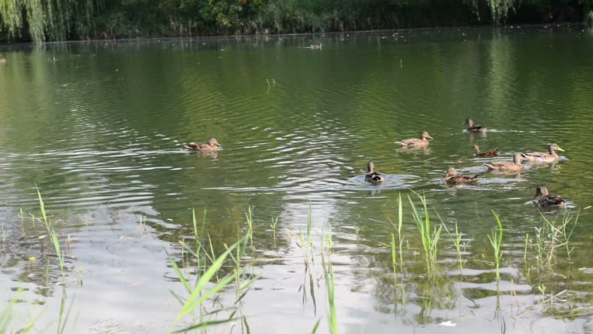 ducks in a lake. HD video