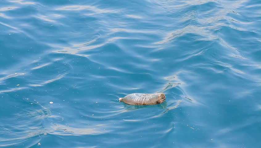 Used plastic bottle floating and polluting on water surface. 2,480,000 tons of bottles and jars were thrown away in 2008.Ten percent of the plastic produced every year worldwide winds up in the ocean.