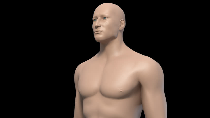 Animated 3D upper torso anatomical model male rotate from lateral to anterior side