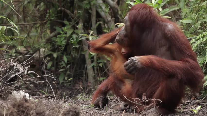 Orang-utan at Camp Leakey in Tanjung Puting National Park, Borneo