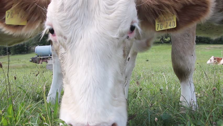 curios cow snooping and liking the camera